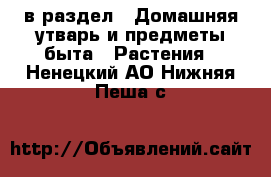  в раздел : Домашняя утварь и предметы быта » Растения . Ненецкий АО,Нижняя Пеша с.